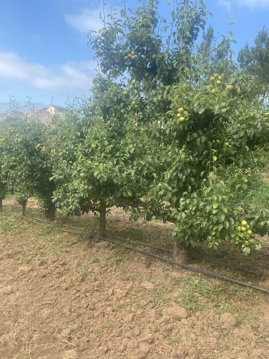 Corta mato, limpezas de jardins etc
