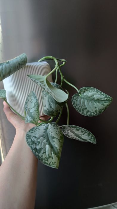 Сциндапсус требі. Різдвяник. Кашпо