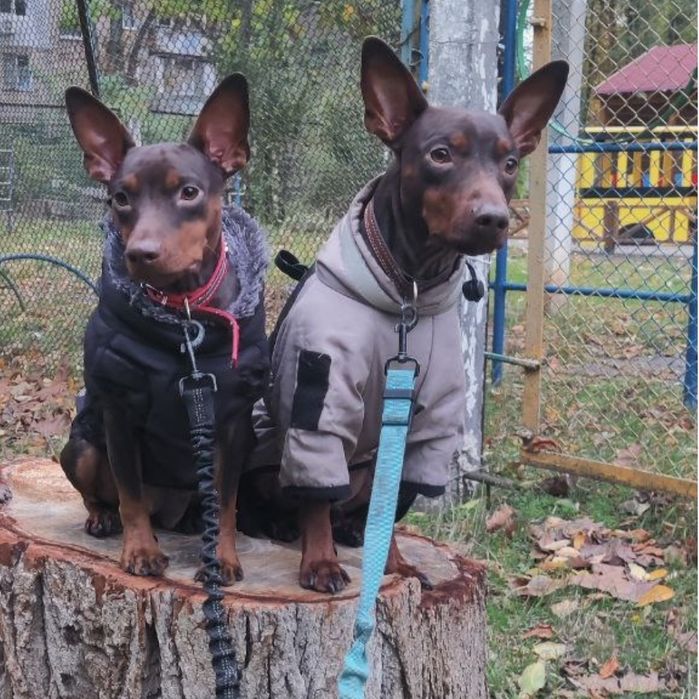 Німецький пінчер