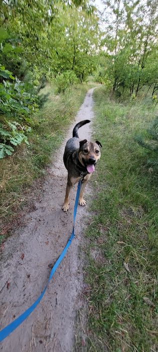 Dżek gotowy do adopcji.
