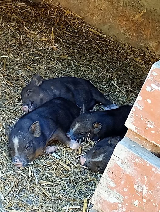 Świnki wietnamskie świnie