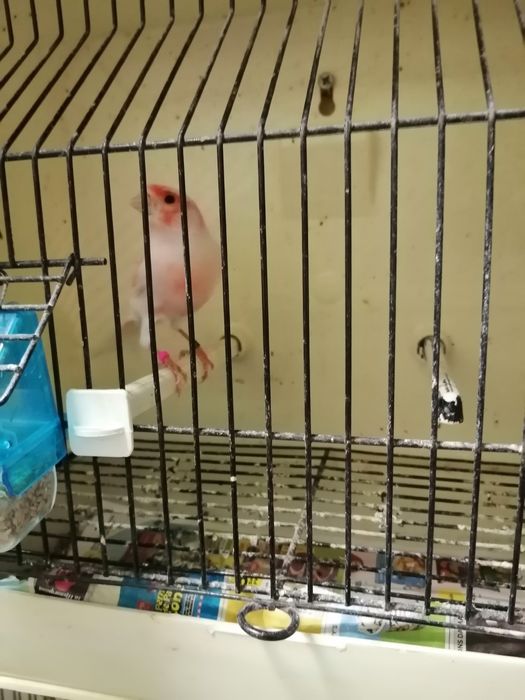 Canários arlequins português