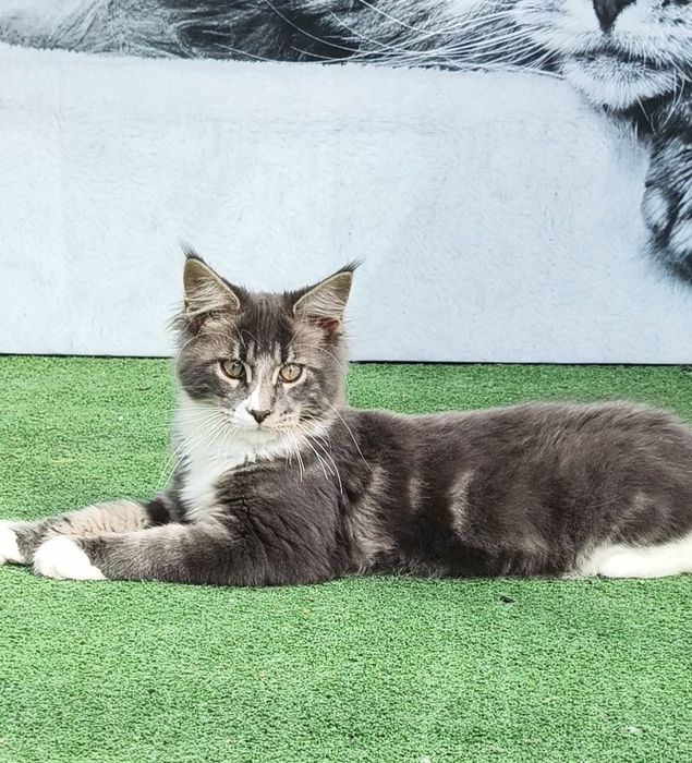 Котик породи Мейн кун.