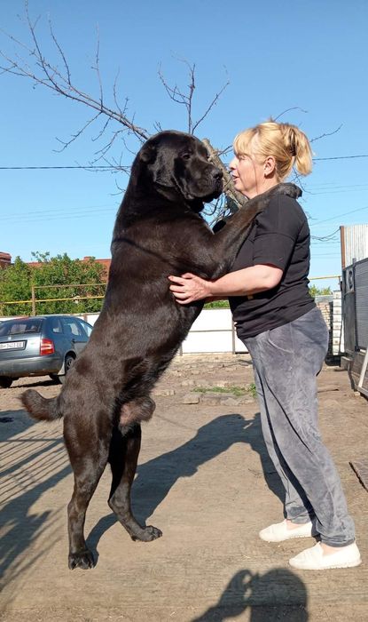 Щенки САО ( алабай )