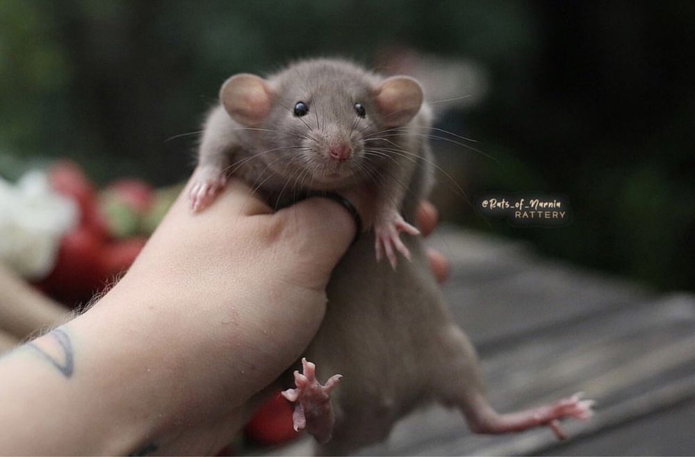 Щурята Дамбо - Крысяьа дамбо