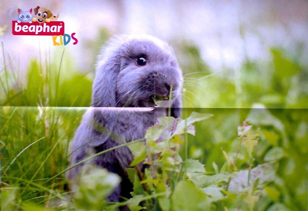 Plakaty - bajka i królik