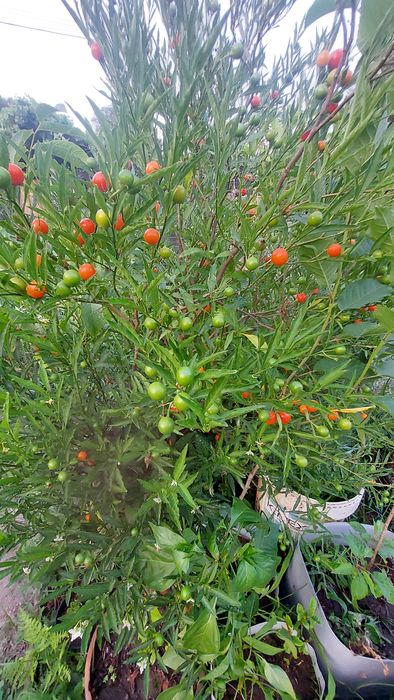 Tudo a um euro cerejeira-de-jerusalem, girassol, sabugueiro nigra, etc