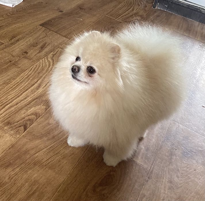 Вязка померанський  шпиц