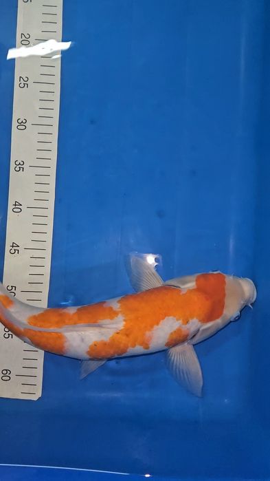 Carpa Koi - Goshiki Shigure - 42cm
