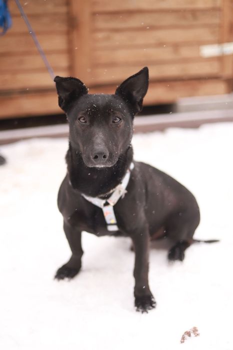 Oddany towarzysz, łagodny, pełen uroku, do adopcji