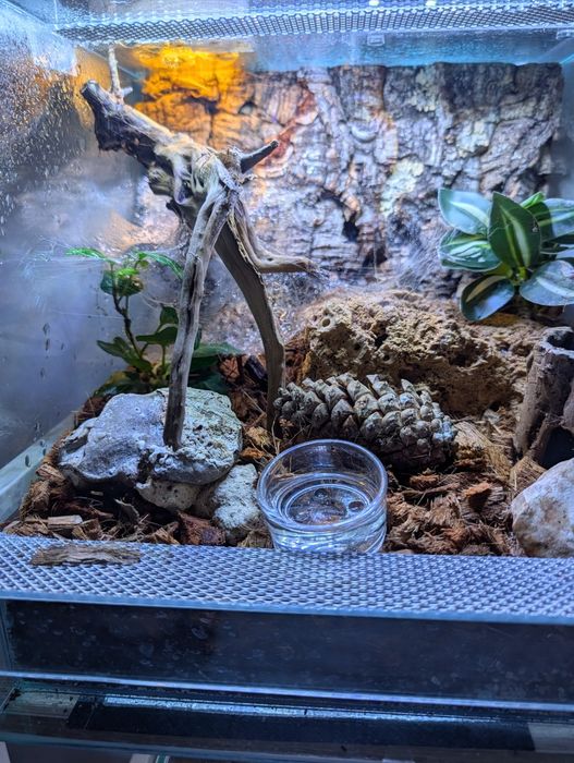 Chromatopelma ptasznik samica z terrarium