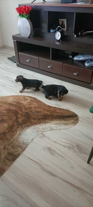 Oddam pieski w dobre ręce.