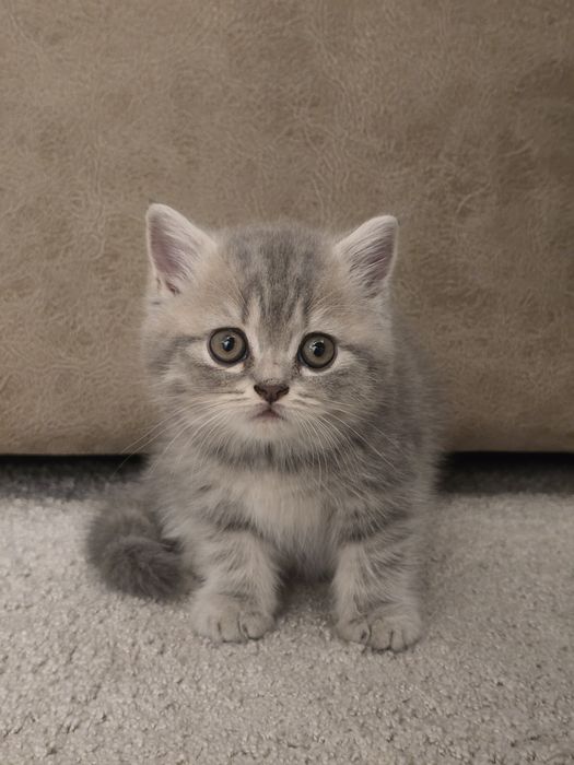 Gatinha Scottish Straight Silver Tabby