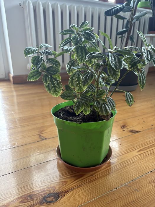 Pilea aluminiowa