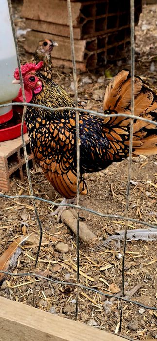 Ovos Sebright Dourada