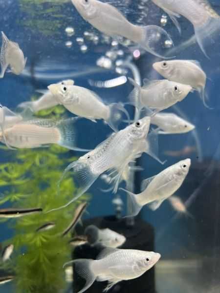 Molinezja różna odmiany sklep zoologiczny GRUBY KOCUR w Sędziszowie Małopolskim