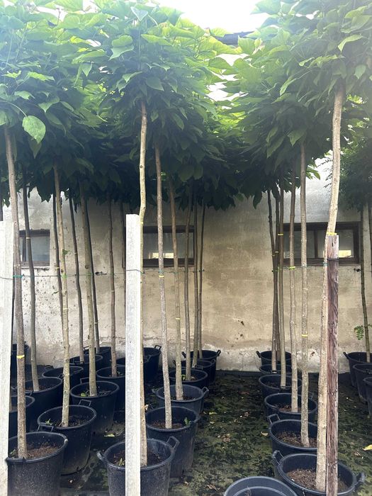 Surmia Nana , Katalpa Nana