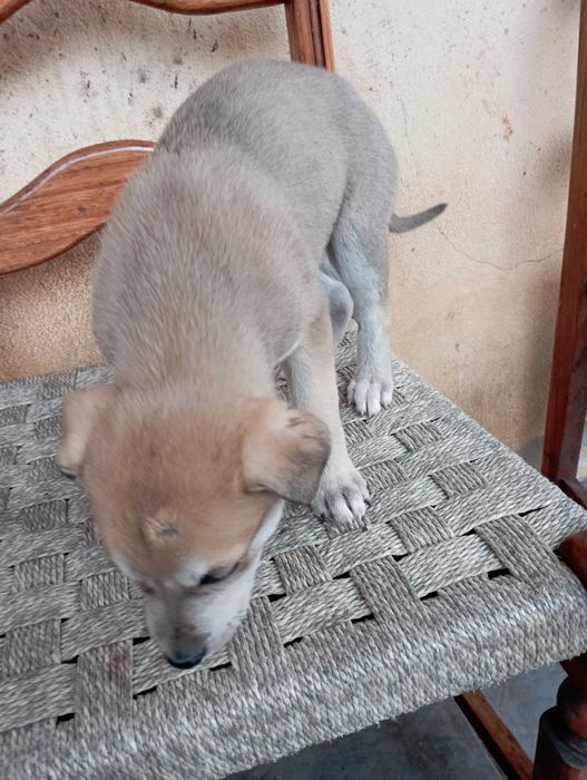 Cães filhotes para adoção