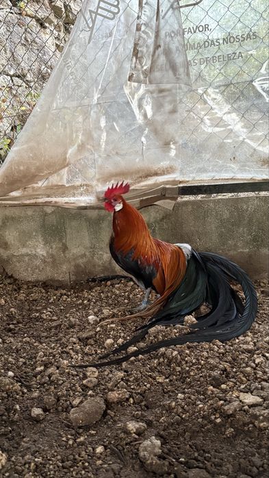 Fenix dourados (Francês)