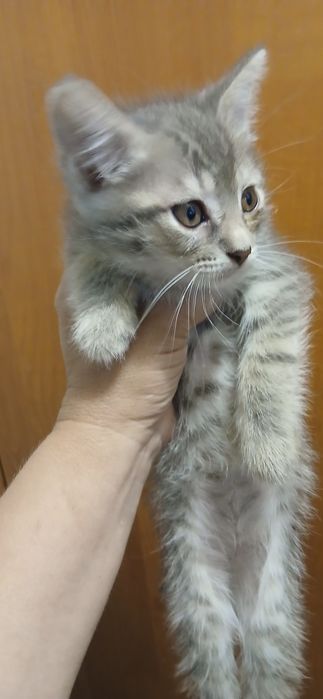 Віддам мишенят-котят .дуже смішні і грайливі.2 місяці