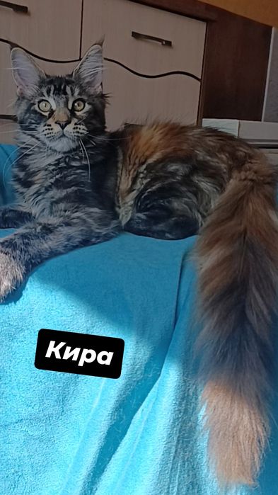 Котята породы Мейн Кун