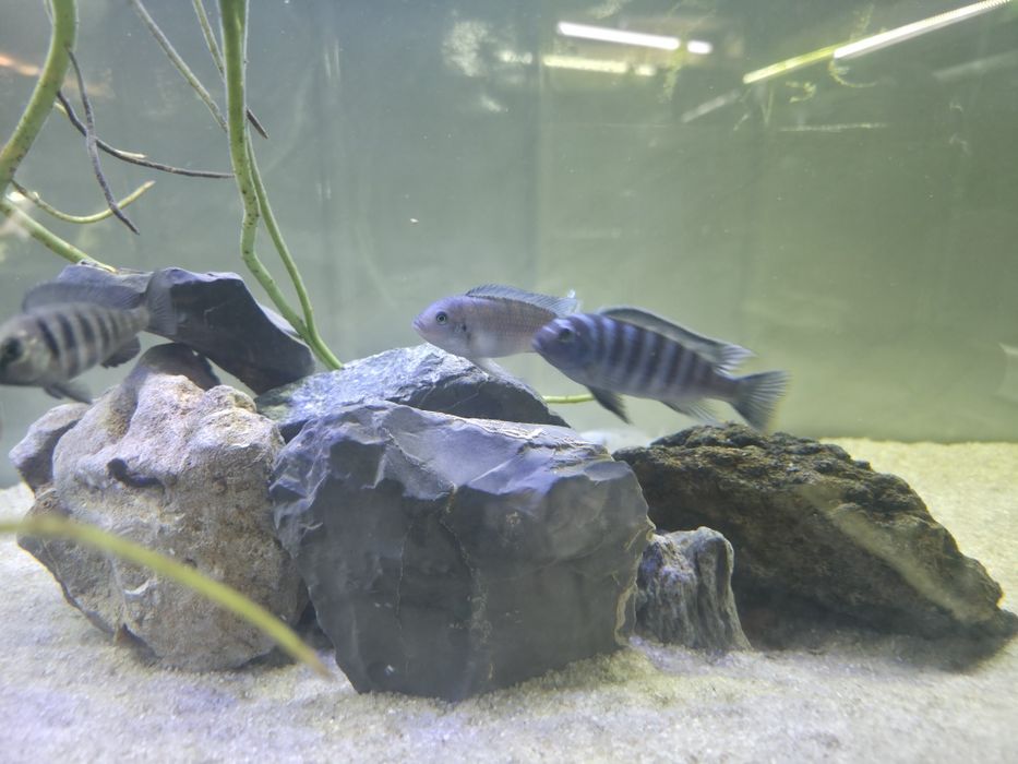 Vendo Maylandia Dolphin Thumbi