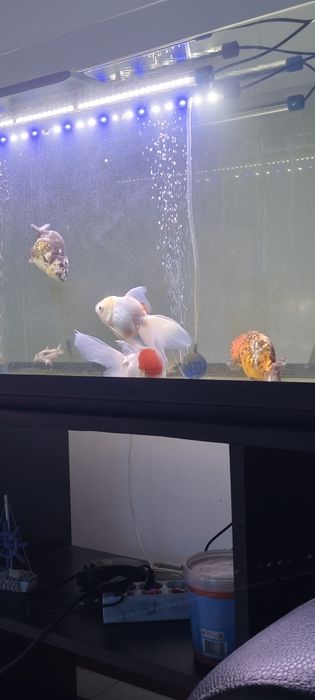 Orandas & Ranchus