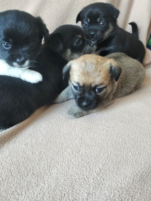 Песики маленької породи метиси.