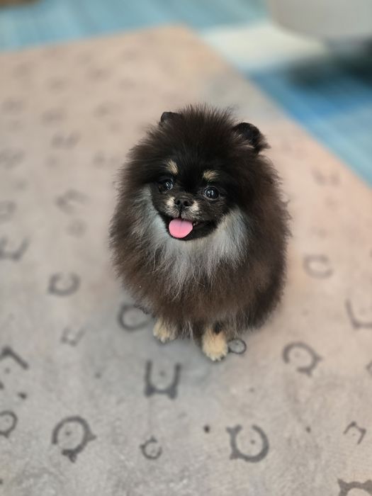 Przepiękną sunia pomeranian FCI  typie misia