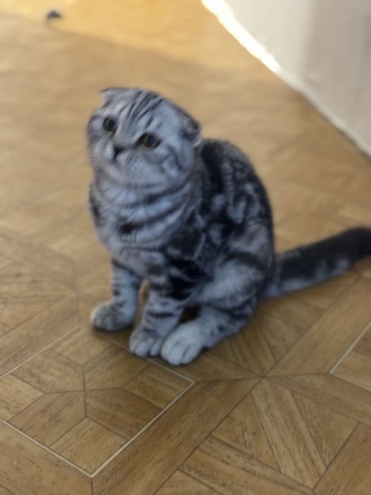 Кошеня шотландське