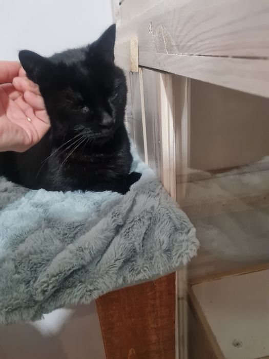 Hotel dla kota Poznań, Września "Kocie Apartamenty