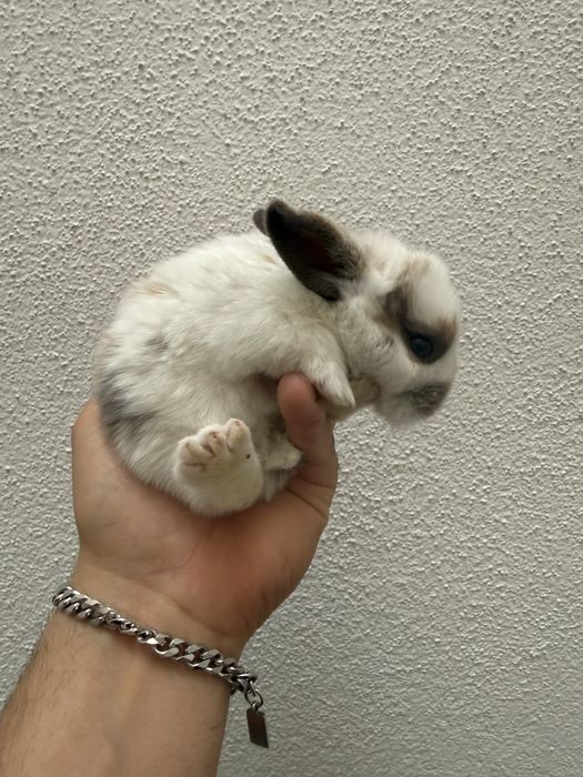 Coelhos Mini Lop