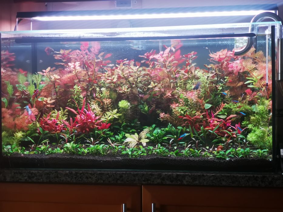 Podas de Plantas Aquário