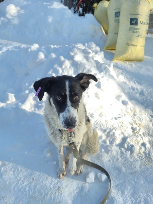 Собака Ніка, безкоштовно в добрі руки