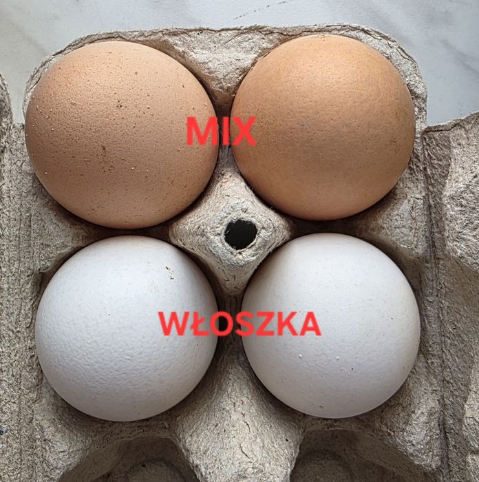 Jaja Jajka lęgowe kur rasy włoszka