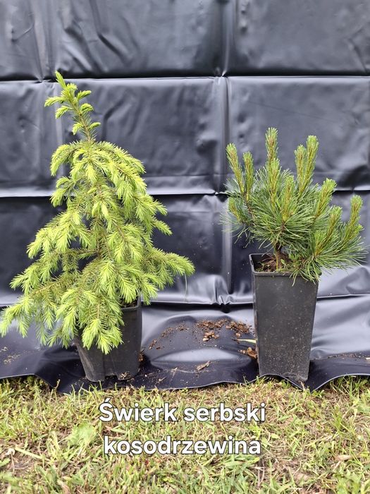 Świerk kłujący, serbski, jodła balsamiczna , koreańska, tuja szmaragd