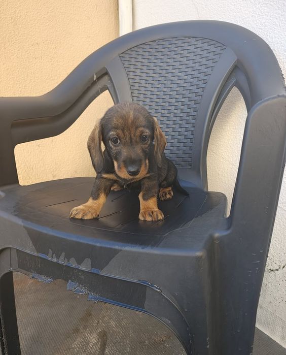 Teckel pêlo cerdoso macho puro
