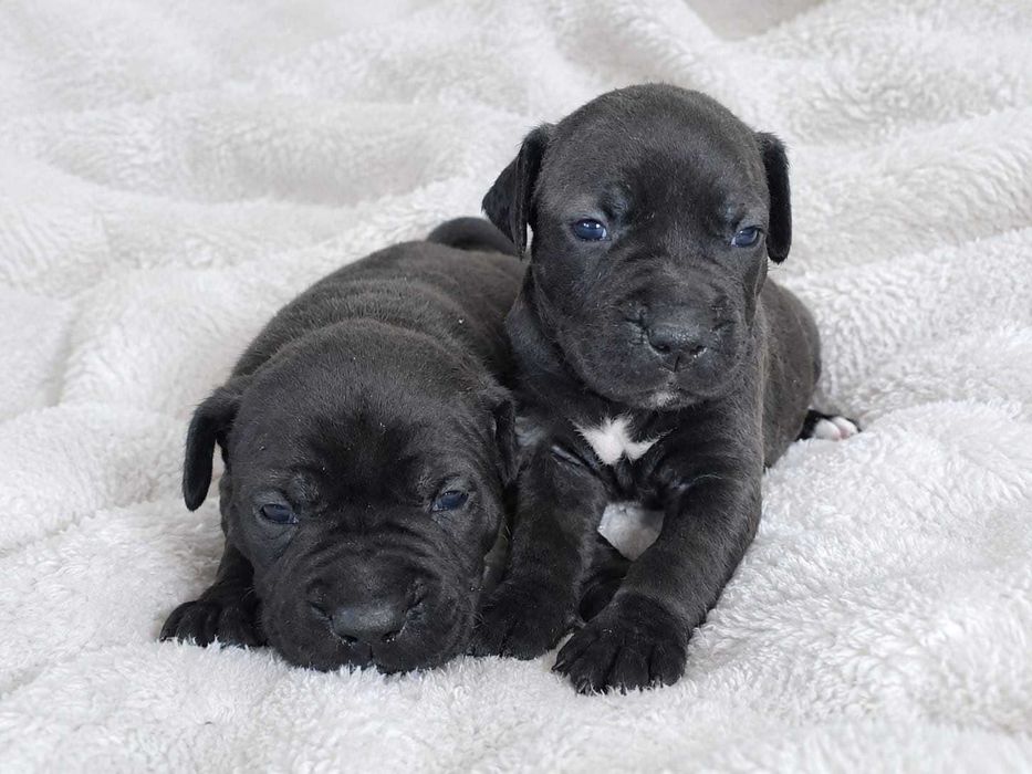 Zapraszamy do rezerwacji,Piękne szczeniaki Amstaff