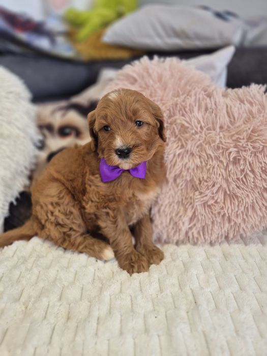 Goldendoodle f1 standard