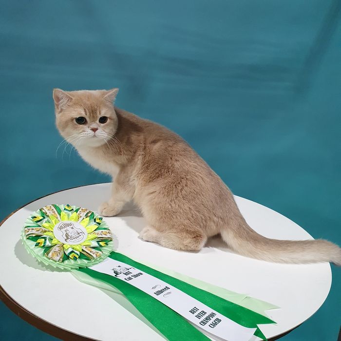 Кошечка британка ny12 клубная золотая шиншилла. Котята Киев