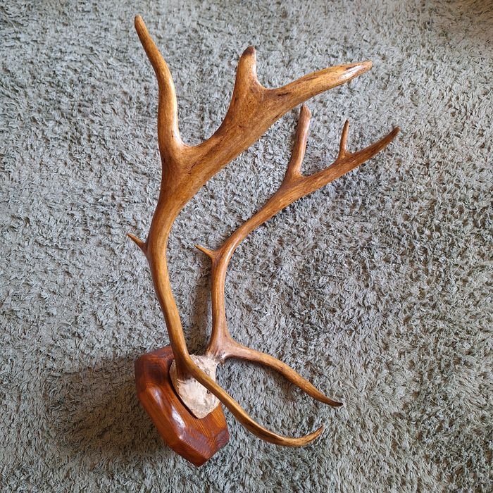 Продам рога оленя