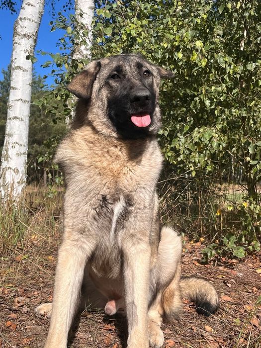 Piękny molos do adopcji