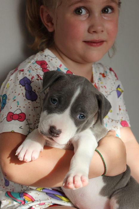 Ніагара,блакитна стафоледі, КСУ