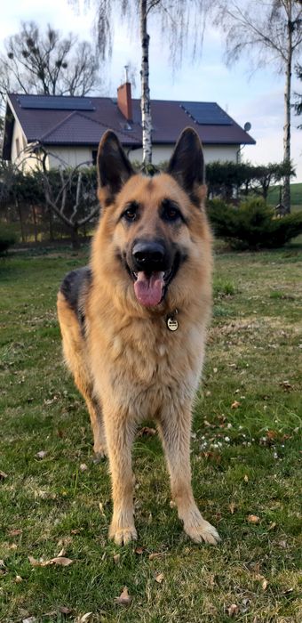 Zaginęła Malina - NAGRODA!