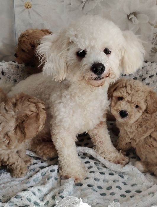 Bichon frise. Suczka dorosła.