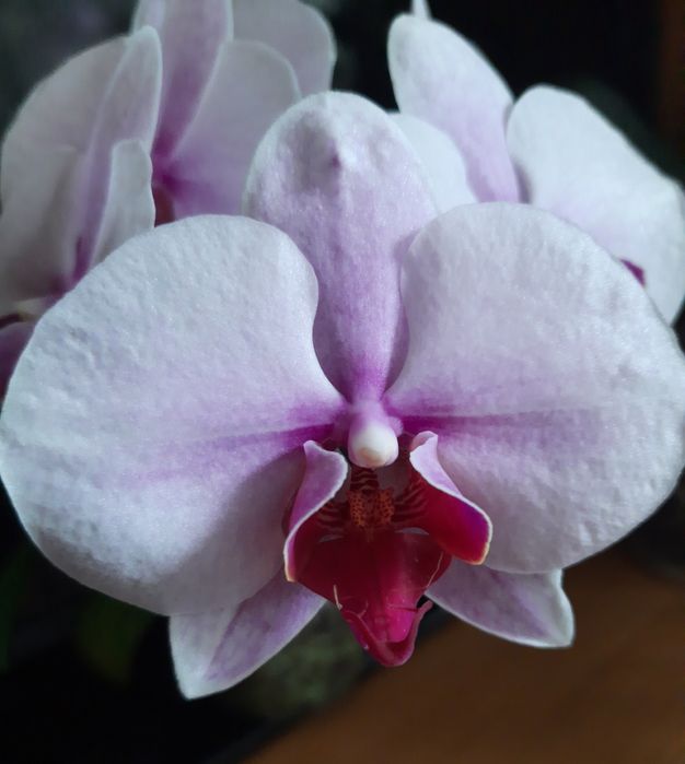 Орхидея фаленопсис PF - 5017