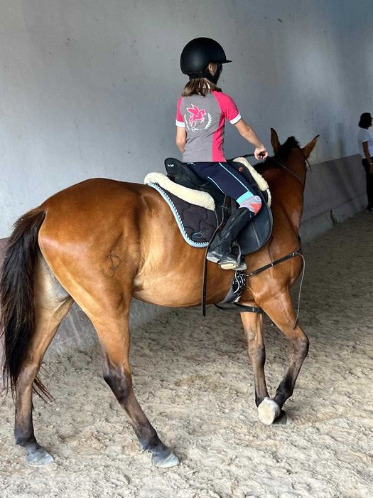 Vende-se egua lusitana, Merry, idade 8 anos.