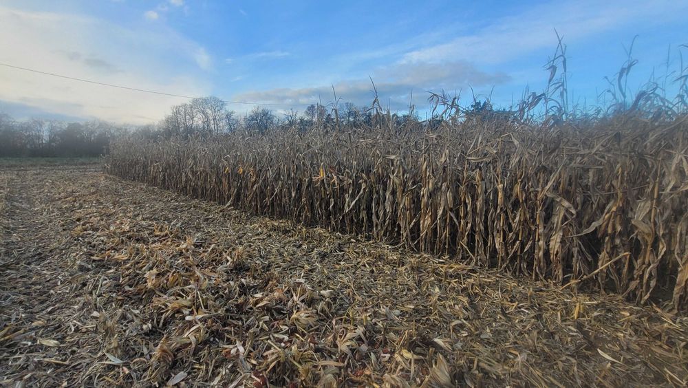 Nasiona  kukurydza Mais Kozacka