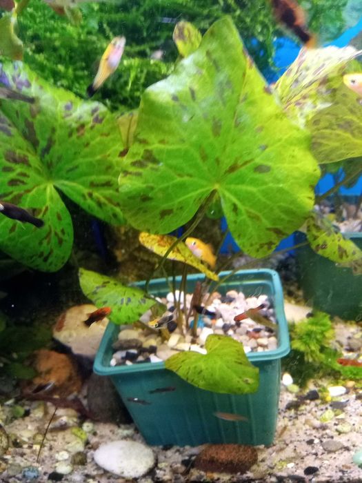 Roślinki lotos zielony