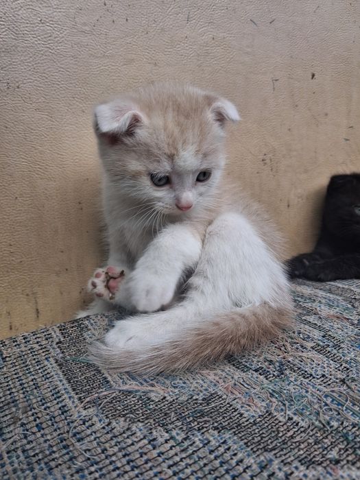 Продамо Кошенят британців